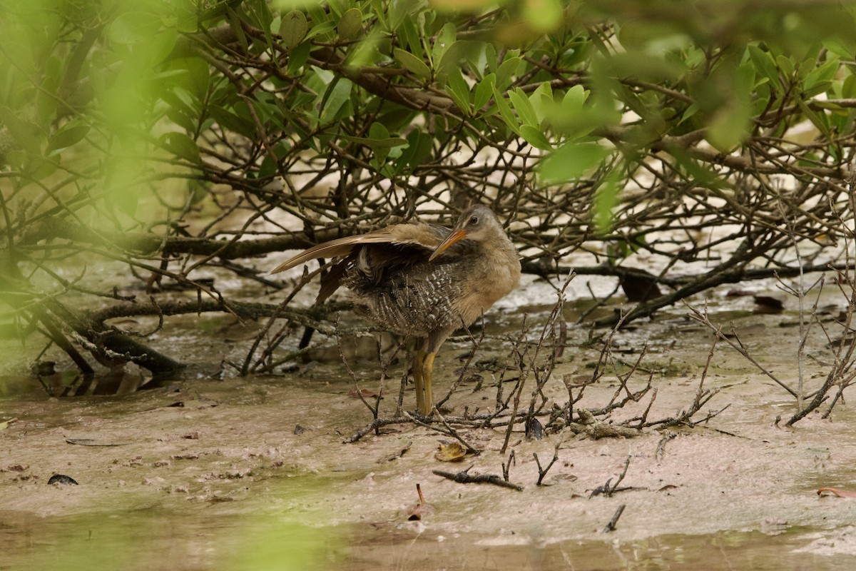 Clapper Rail - ML620474466