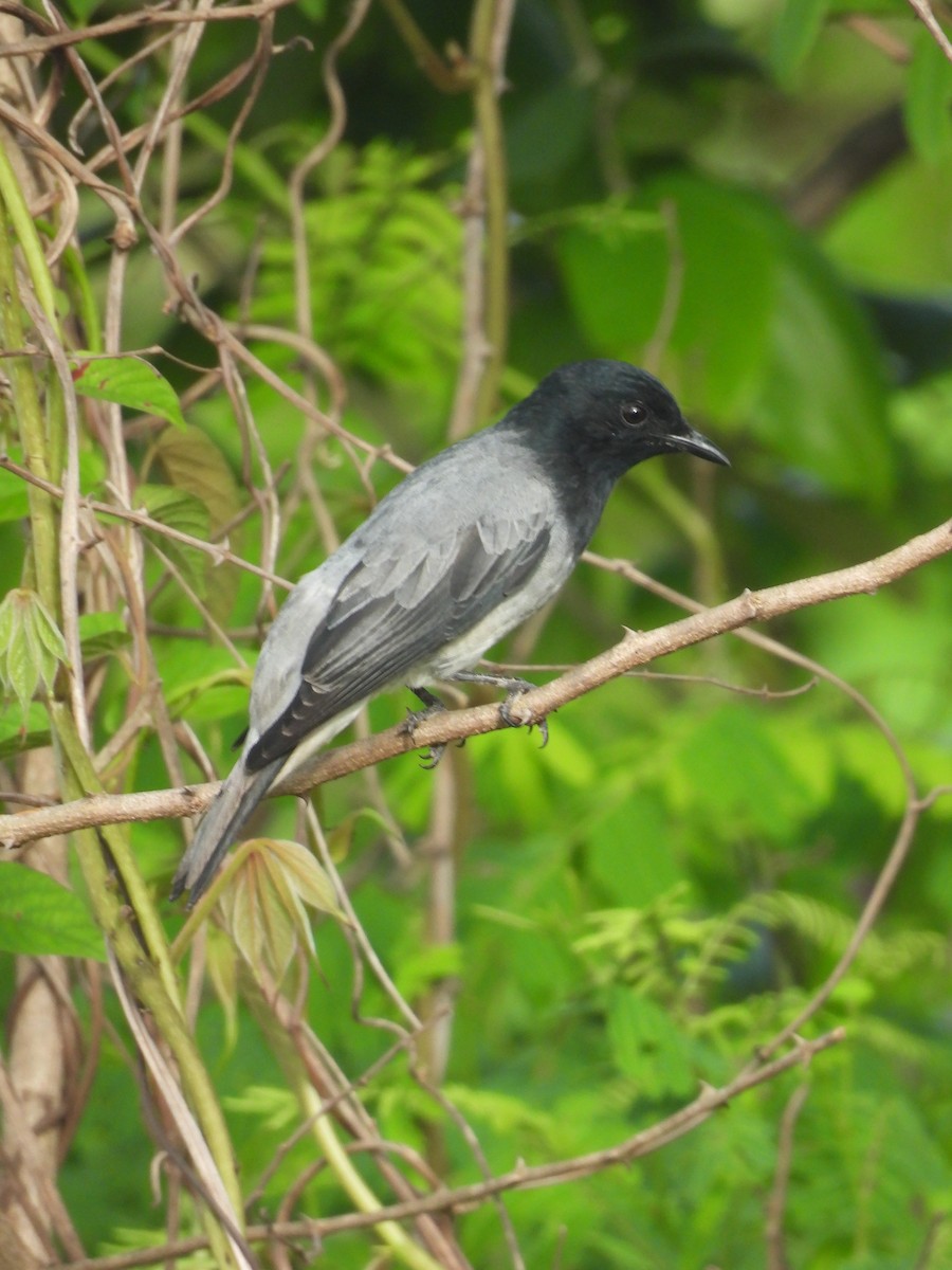 Black-headed Cuckooshrike - ML620474467