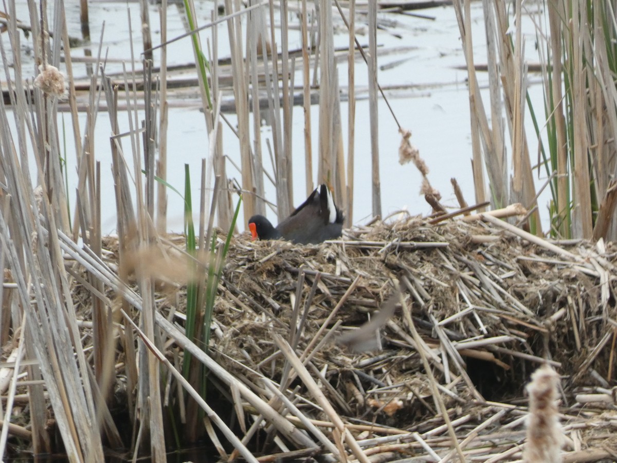 Common Gallinule - ML620474470