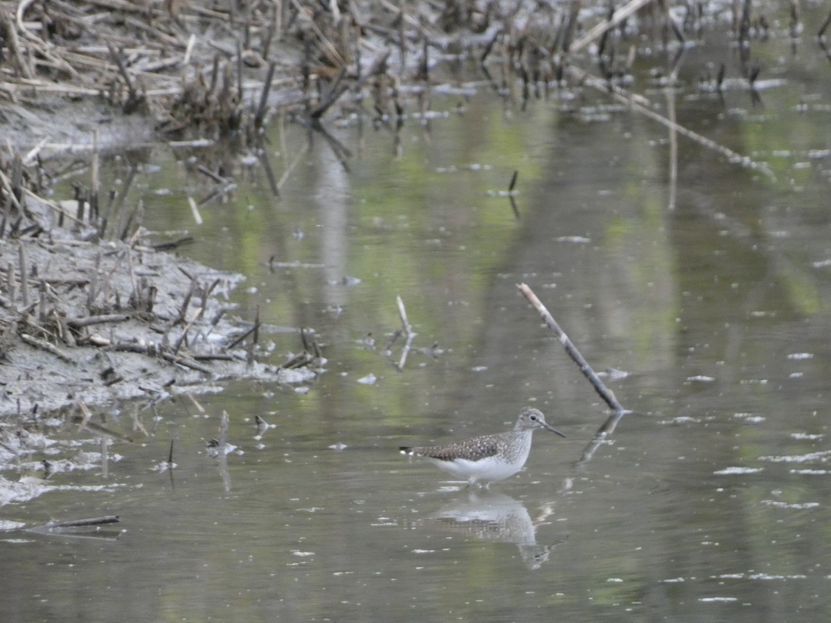 Solitary Sandpiper - ML620474474