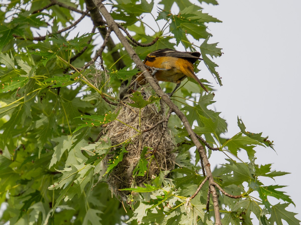 Baltimore Oriole - ML620474481