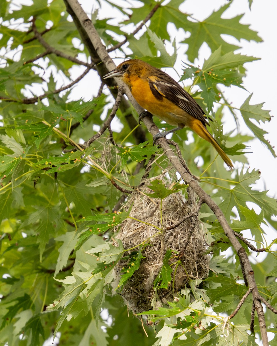 Baltimore Oriole - ML620474484