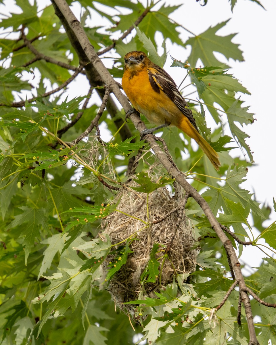 Oriole de Baltimore - ML620474485