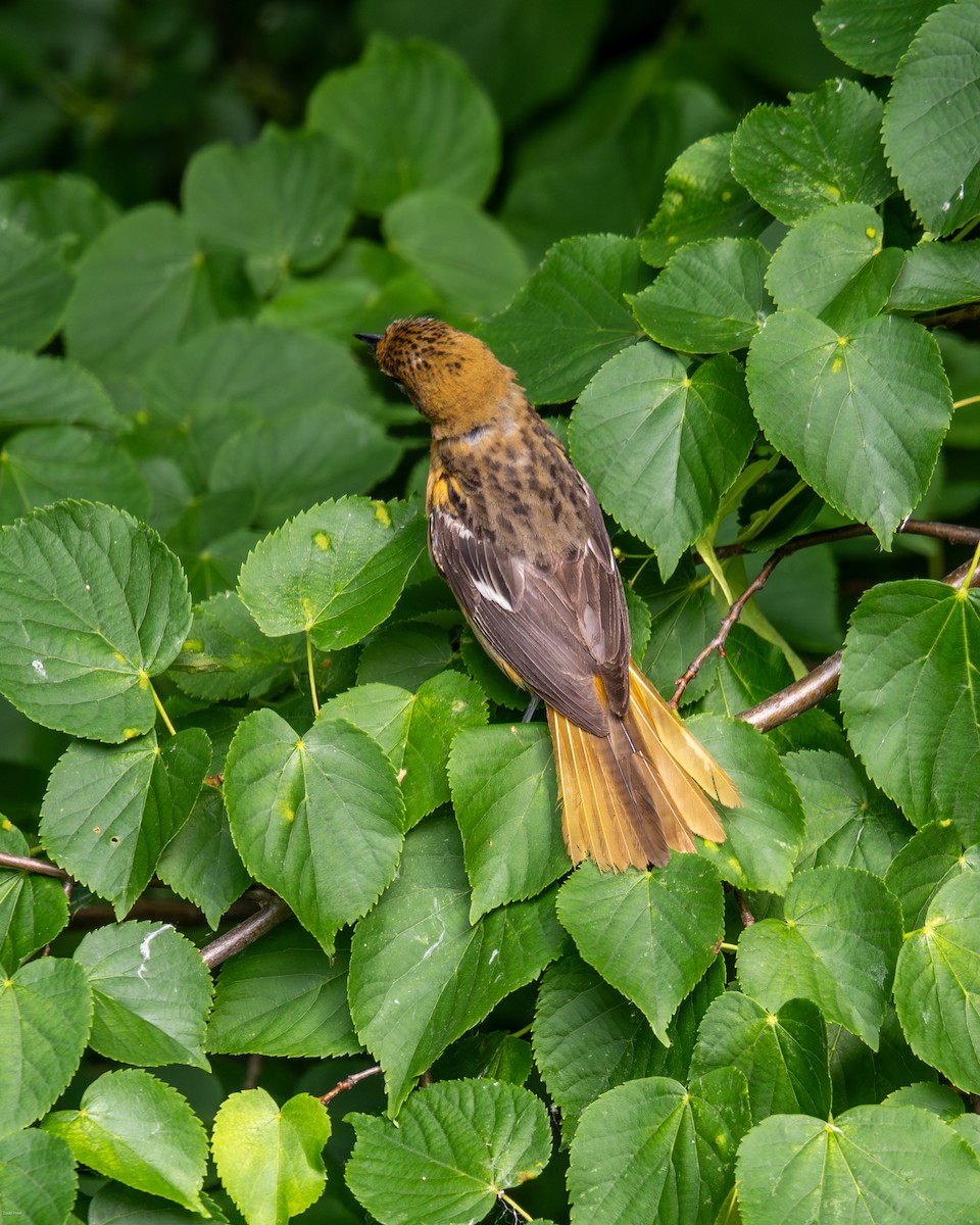 Baltimore Oriole - ML620474487