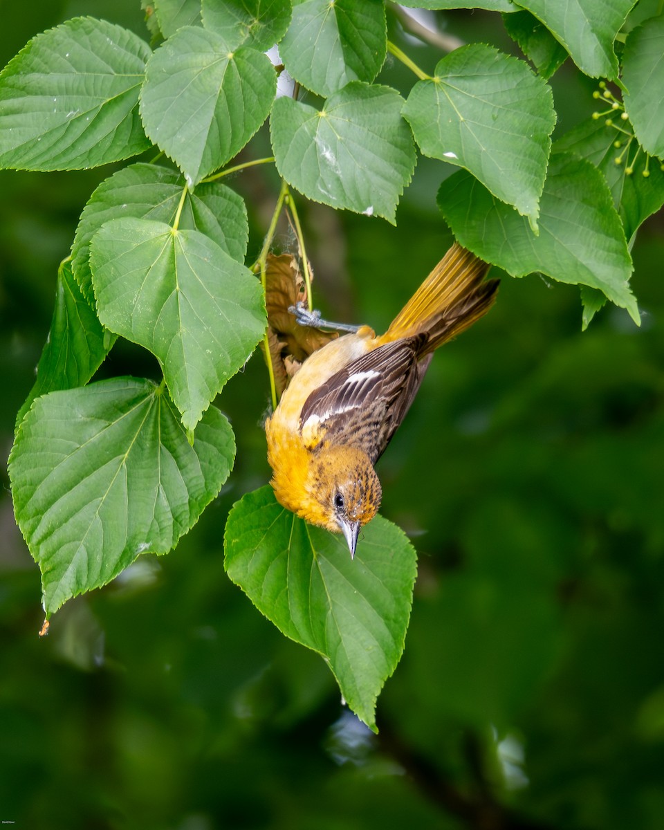 Baltimore Oriole - David Howe & Rosanne Dawson