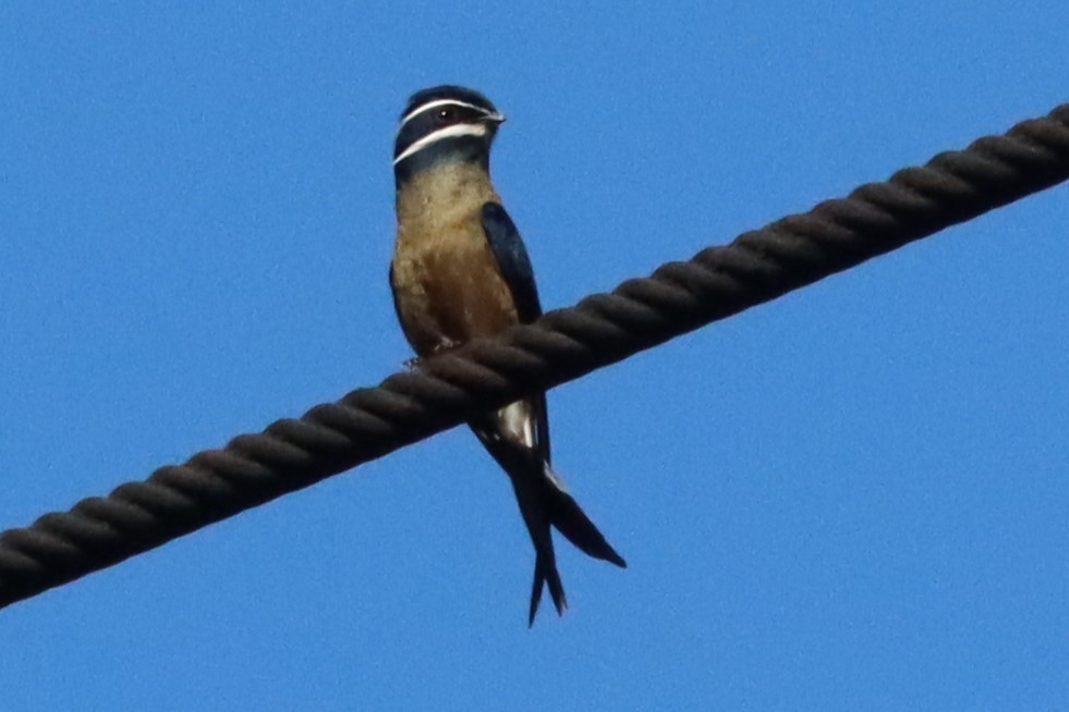 Whiskered Treeswift - ML620474491