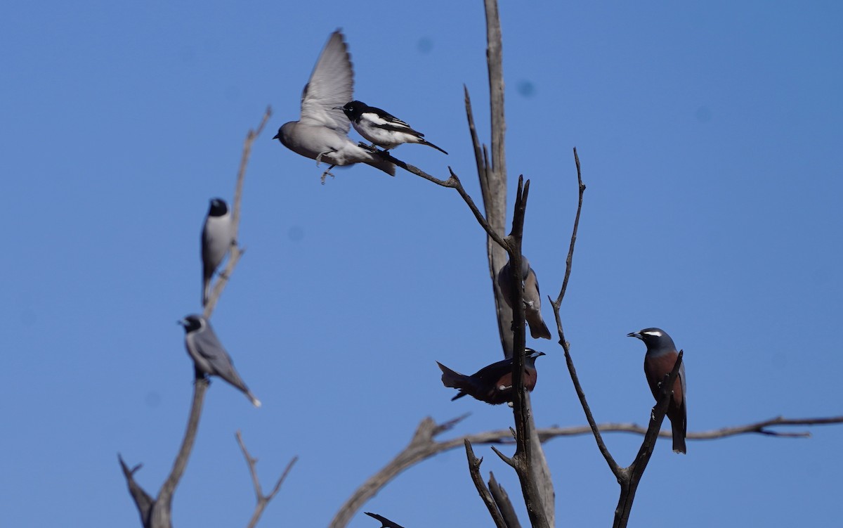 Pied Honeyeater - ML620474496