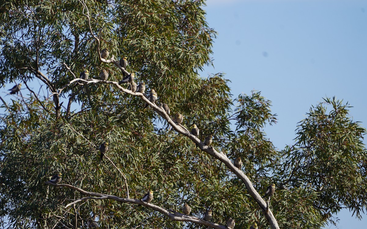 Cockatiel - ML620474498