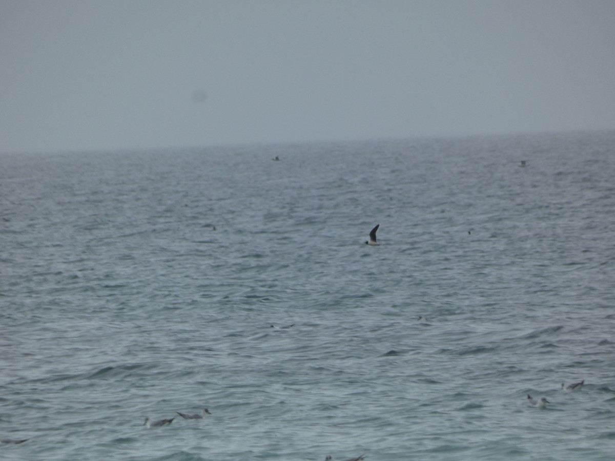 Mouette pygmée - ML620474506