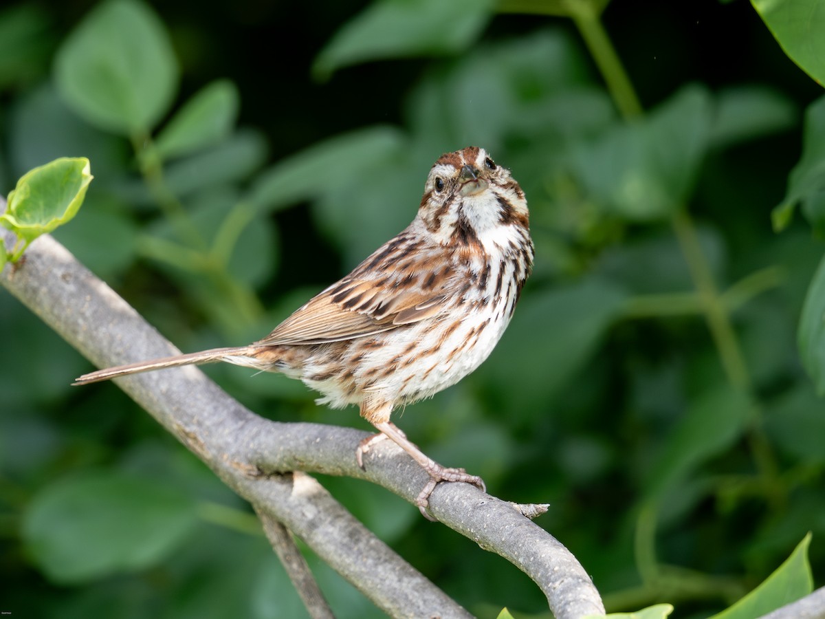 Song Sparrow - ML620474508