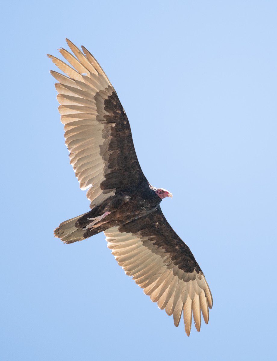 Turkey Vulture - ML620474511