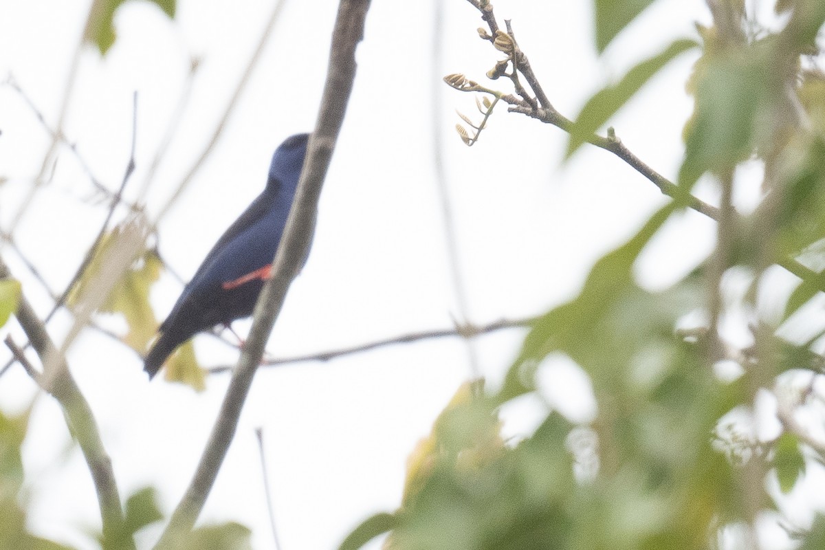 Red-legged Honeycreeper - Ben  Lucking