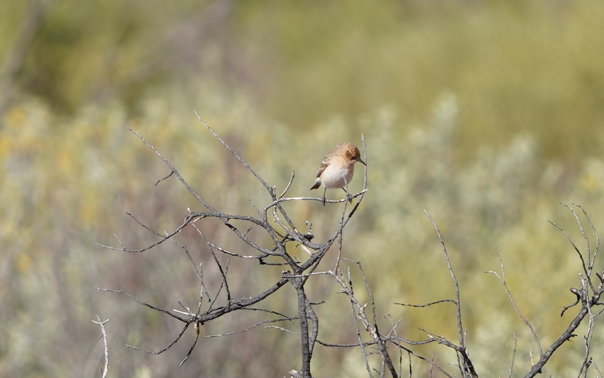 Crimson Chat - ML620474519