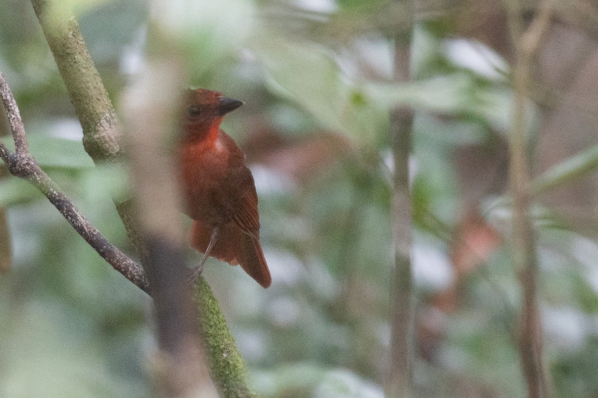 Red-crowned Ant-Tanager - ML620474522