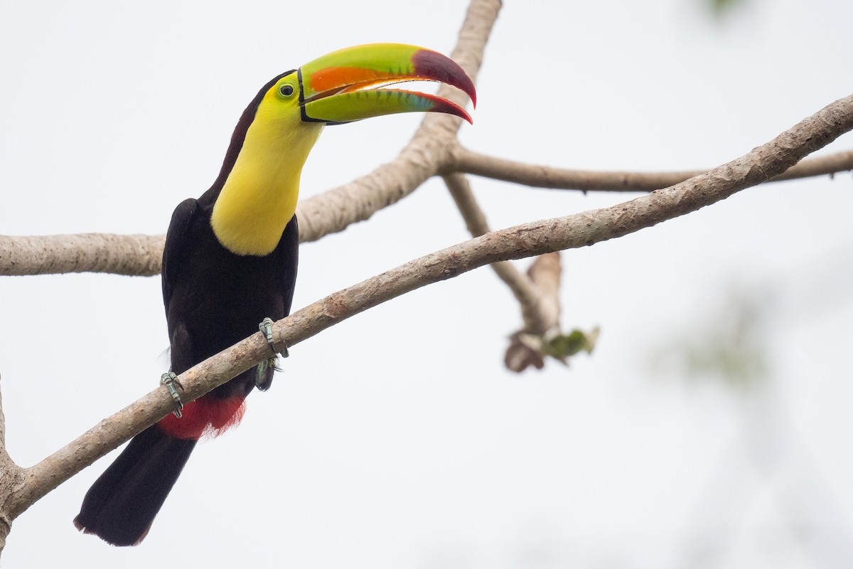 Keel-billed Toucan - ML620474523