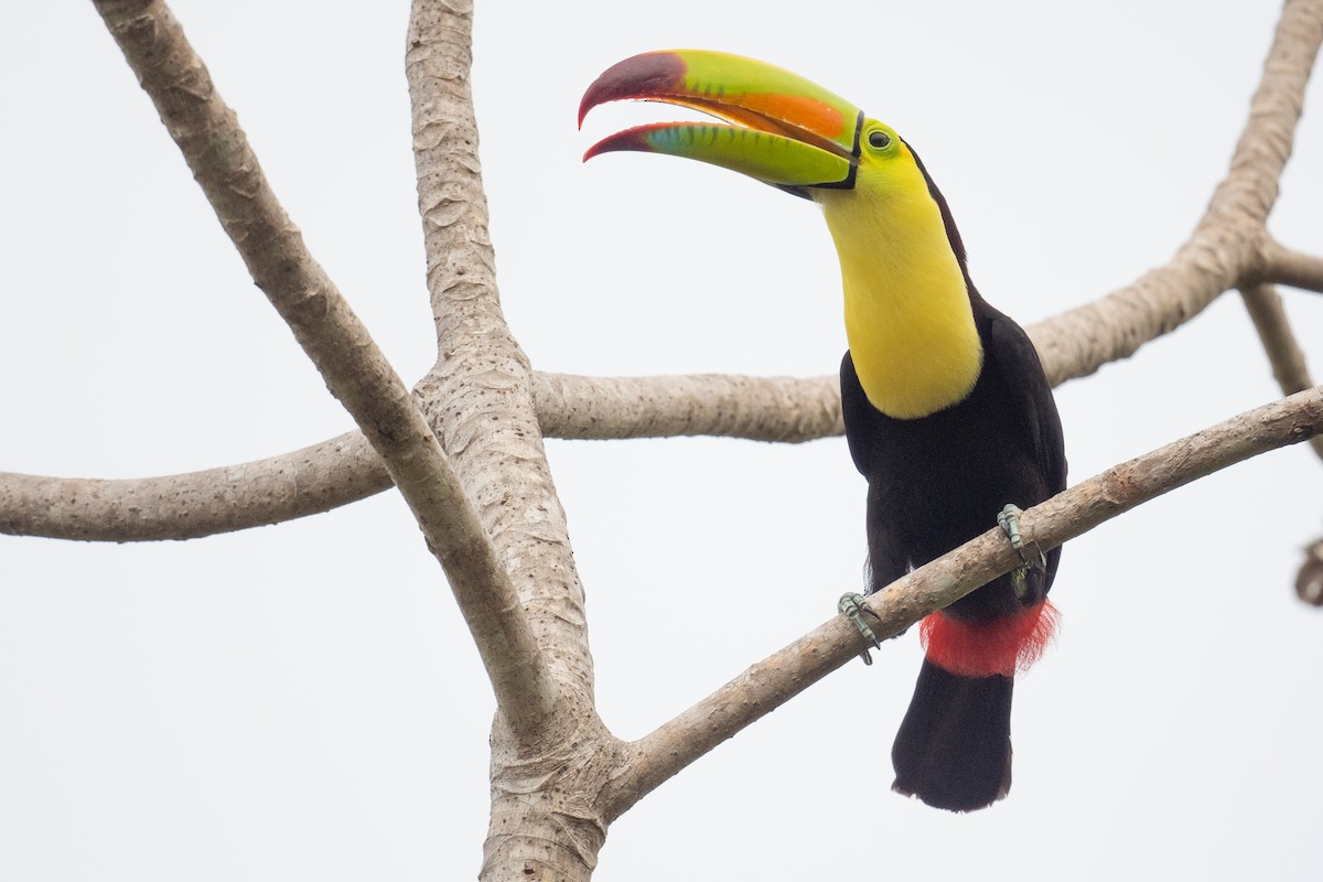 Keel-billed Toucan - ML620474524