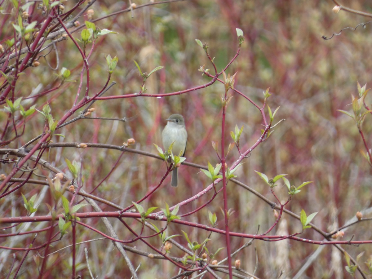 Willow Flycatcher - ML620474525