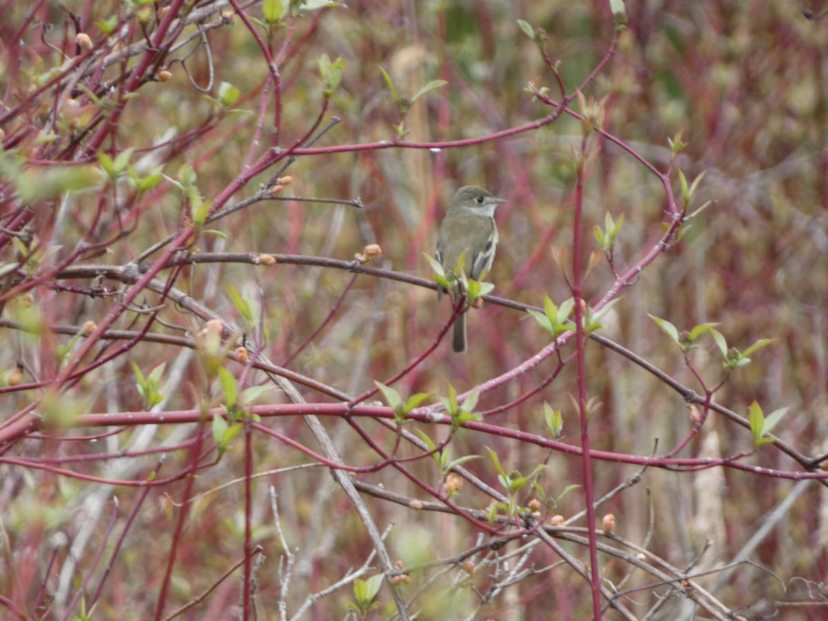 Willow Flycatcher - ML620474526