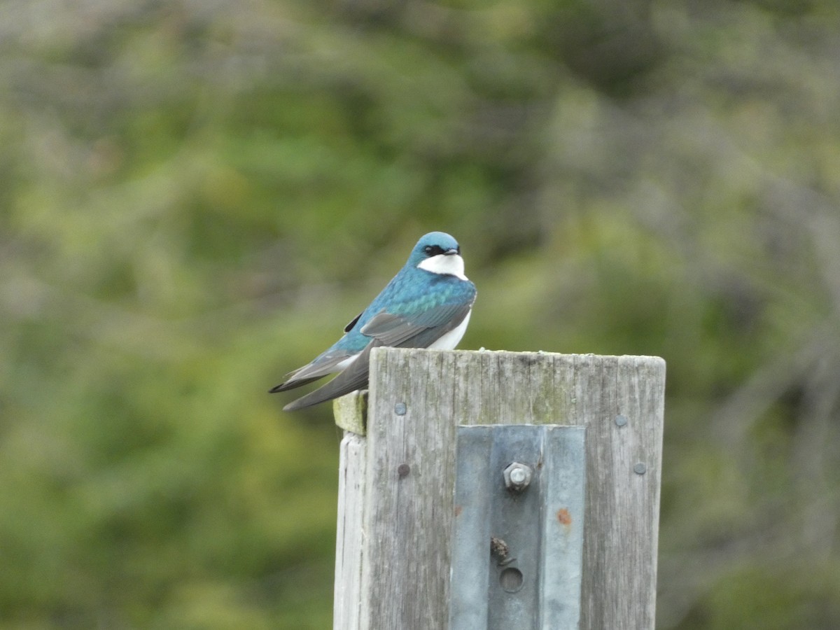 Golondrina Bicolor - ML620474528