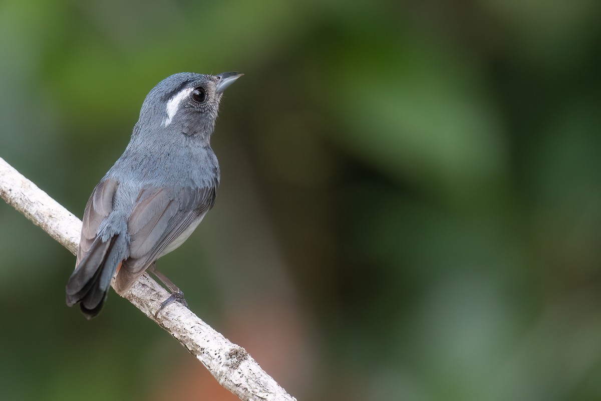 Gray-throated Chat - ML620474531