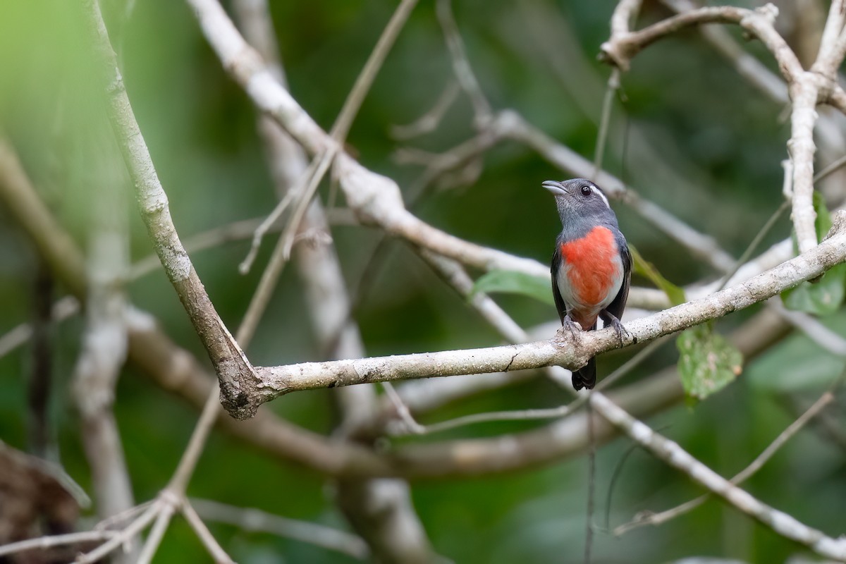 Gray-throated Chat - ML620474532