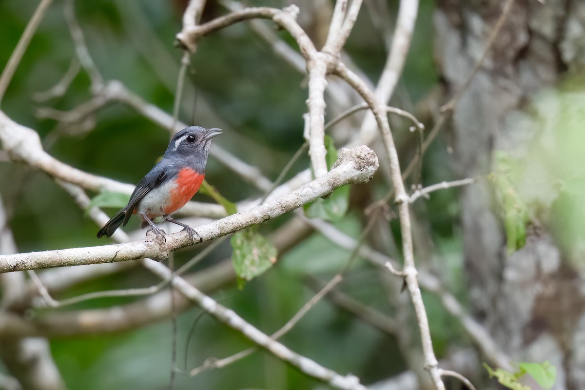 Gray-throated Chat - ML620474533