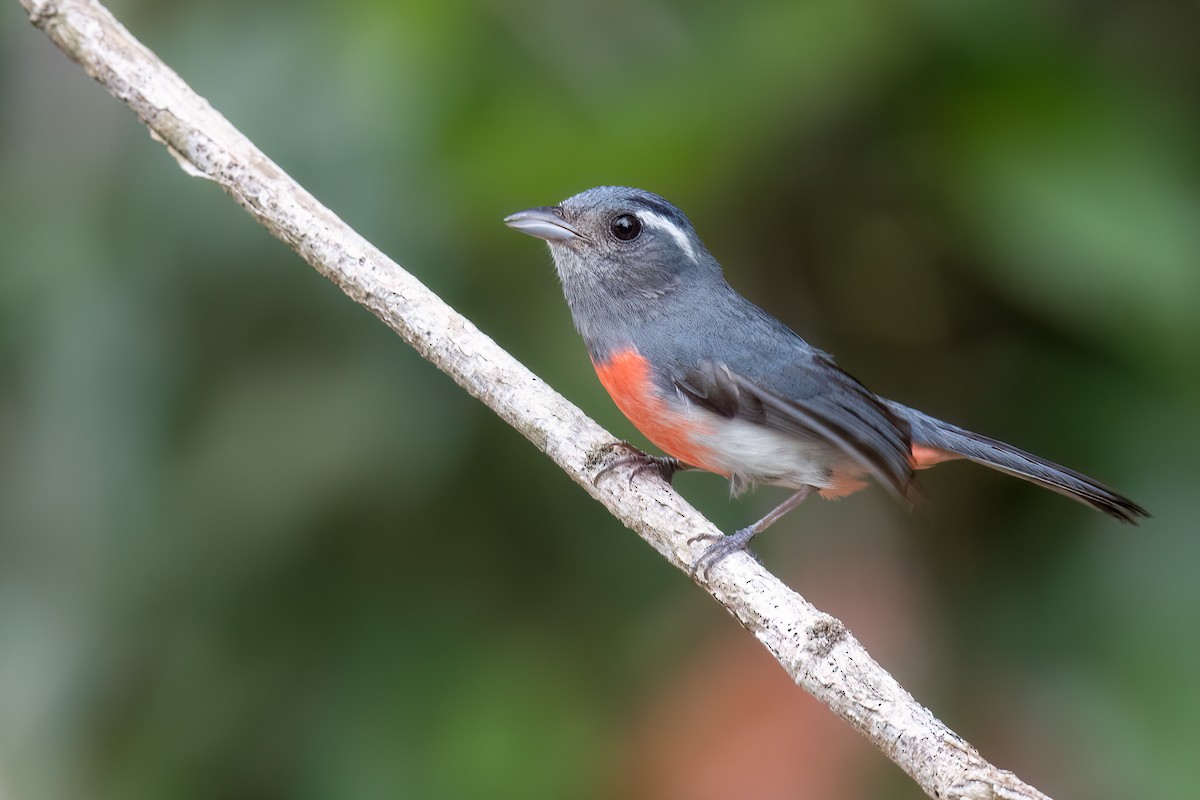 Gray-throated Chat - ML620474534