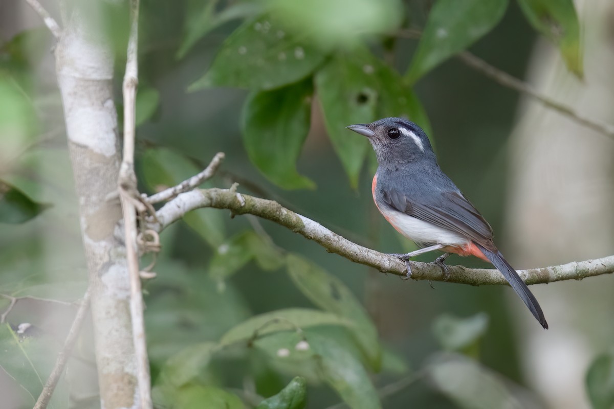 Gray-throated Chat - ML620474536