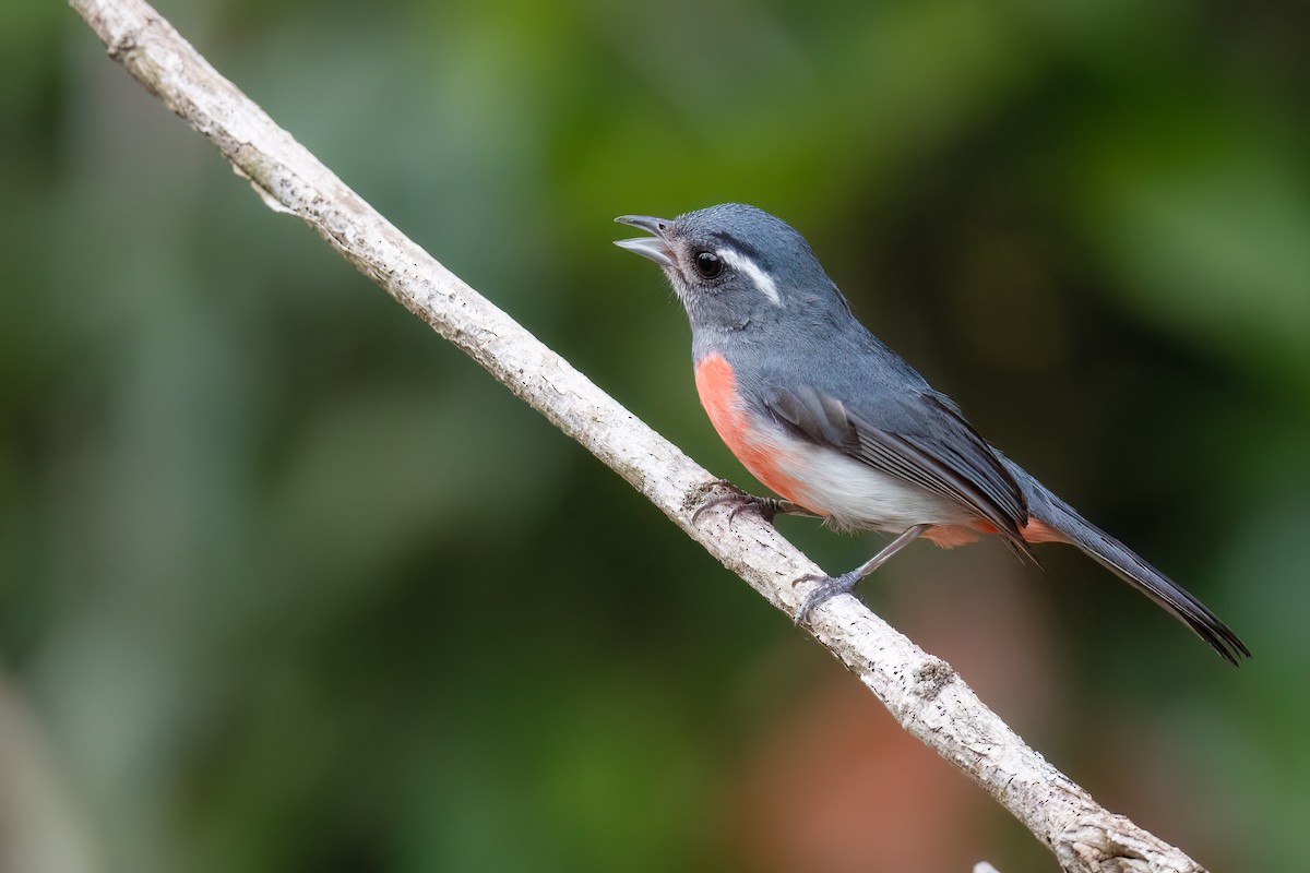 Gray-throated Chat - ML620474537