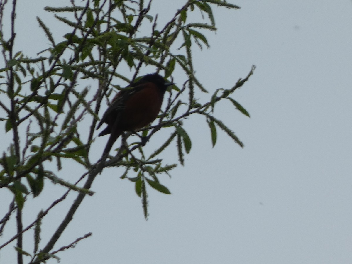 Orchard Oriole - ML620474543