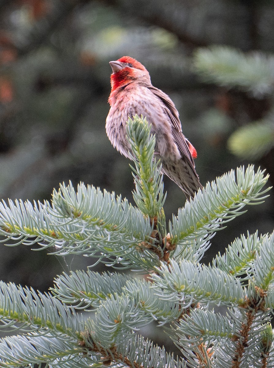 House Finch - ML620474544