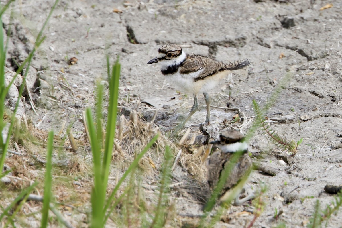 Killdeer - ML620474545