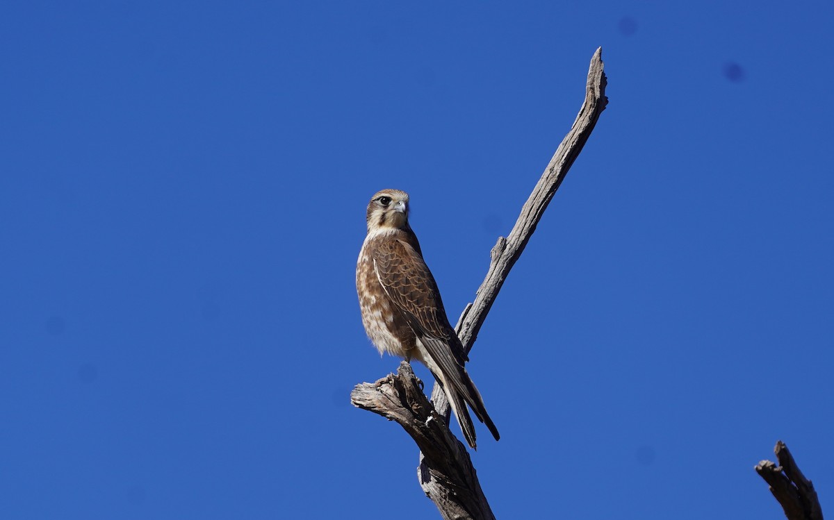 Brown Falcon - ML620474547