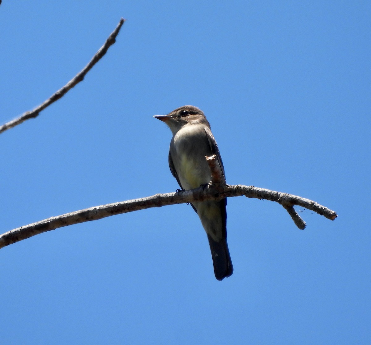 Western Wood-Pewee - ML620474550