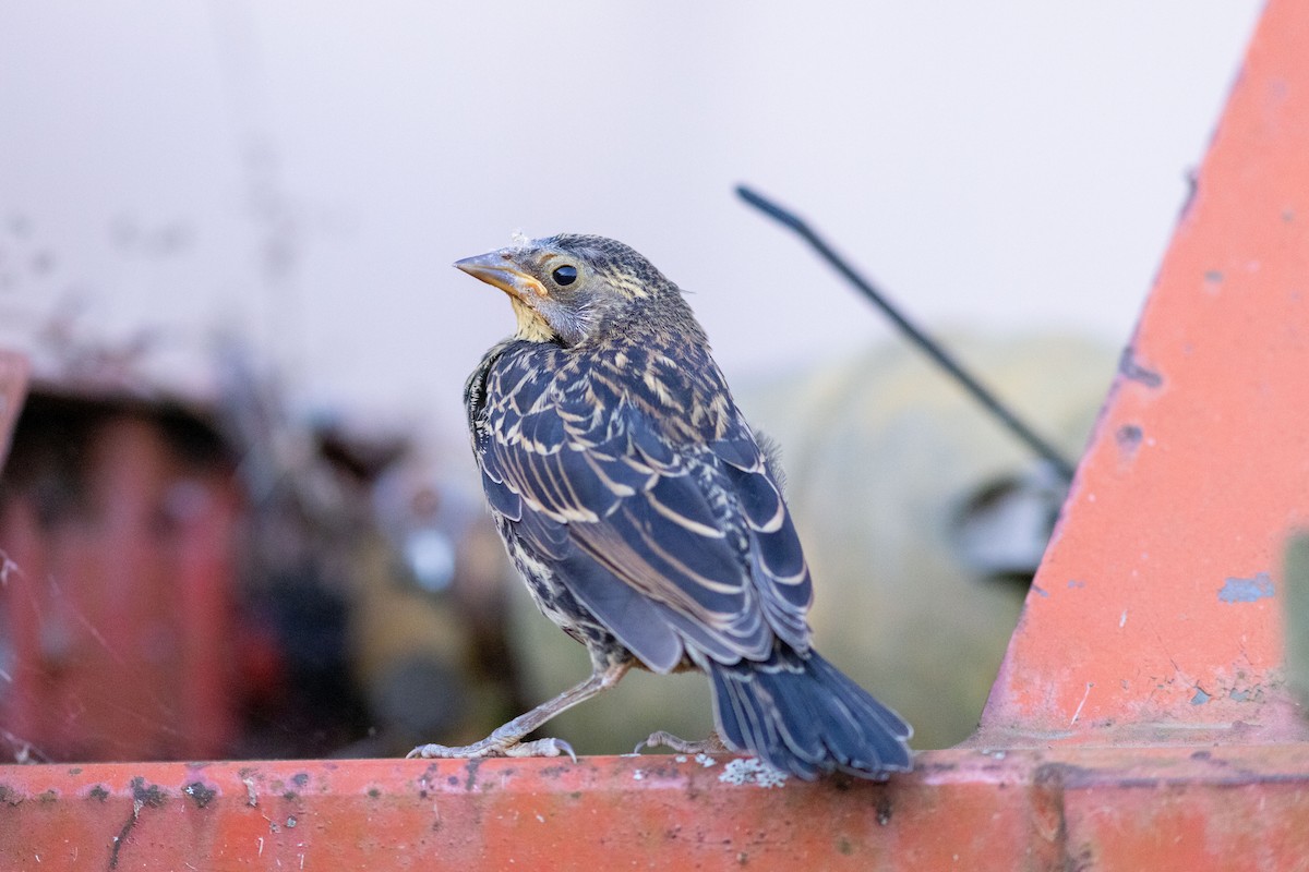 Red-winged Blackbird - ML620474551