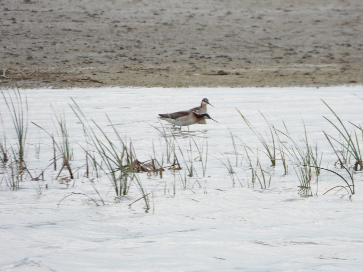 hvithalesvømmesnipe - ML620474552