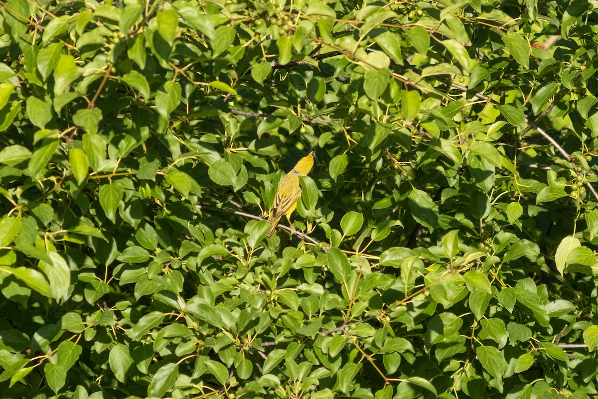 Yellow Warbler - ML620474554