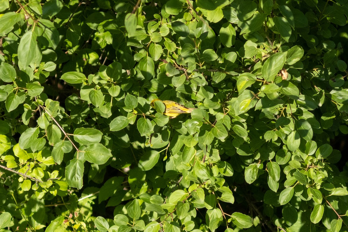 Yellow Warbler - ML620474555