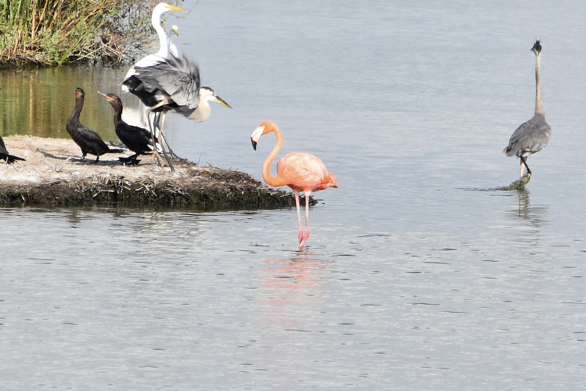 American Flamingo - ML620474556