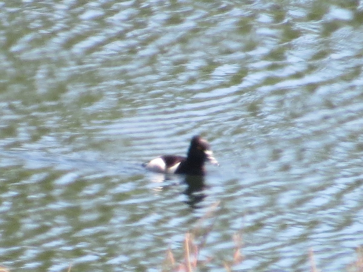 Ring-necked Duck - ML620474557