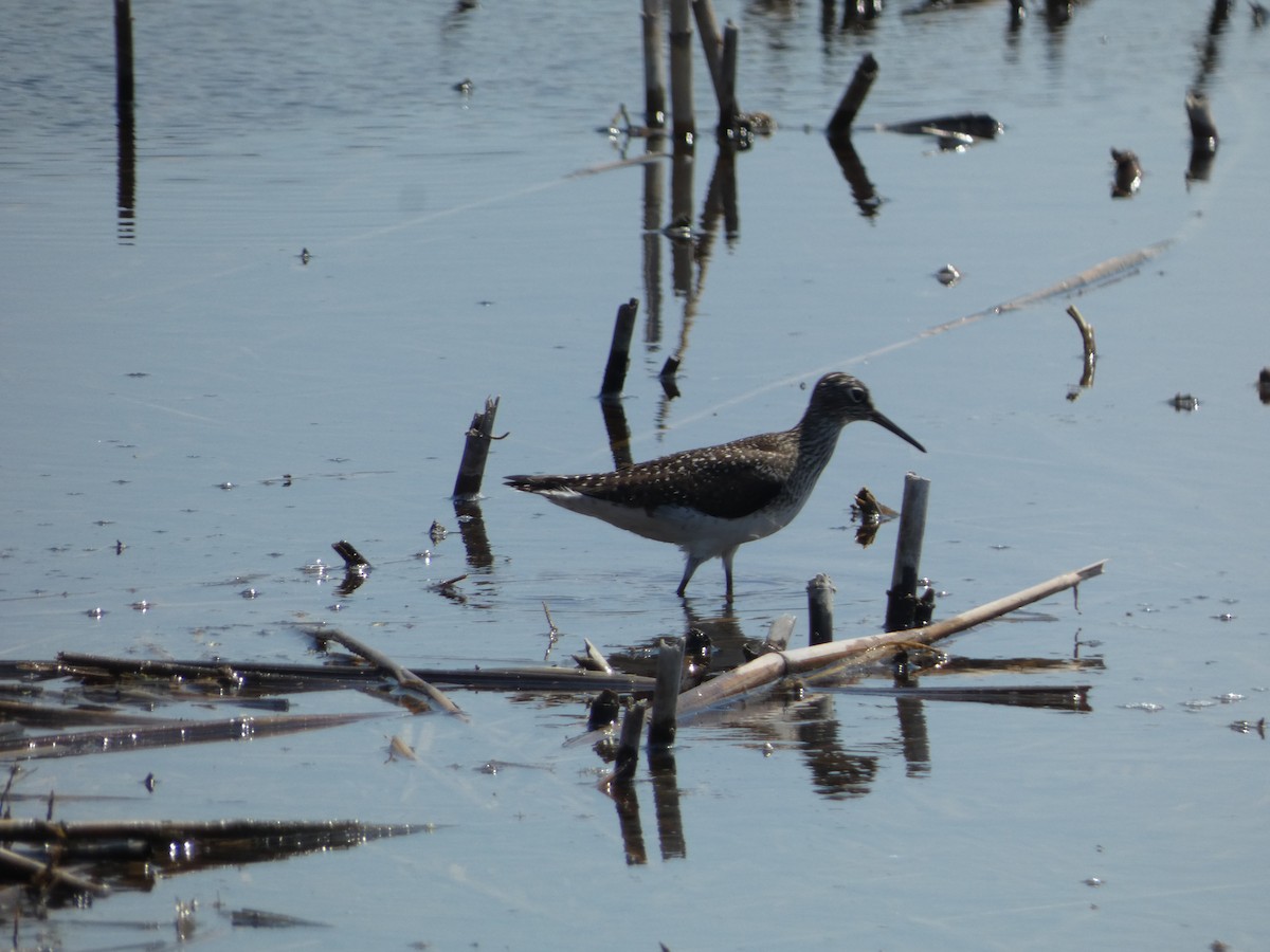 Solitary Sandpiper - ML620474561