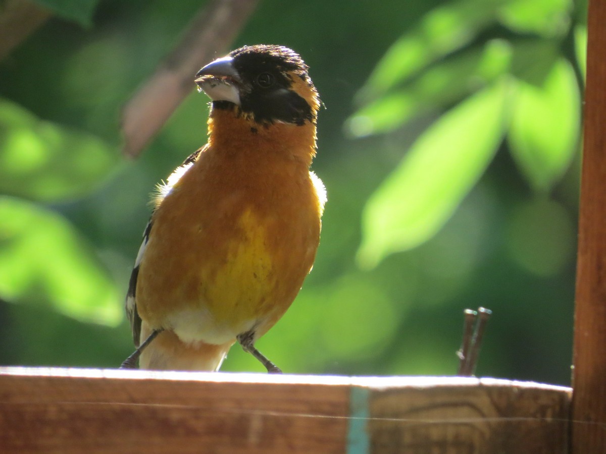 Black-headed Grosbeak - ML620474564