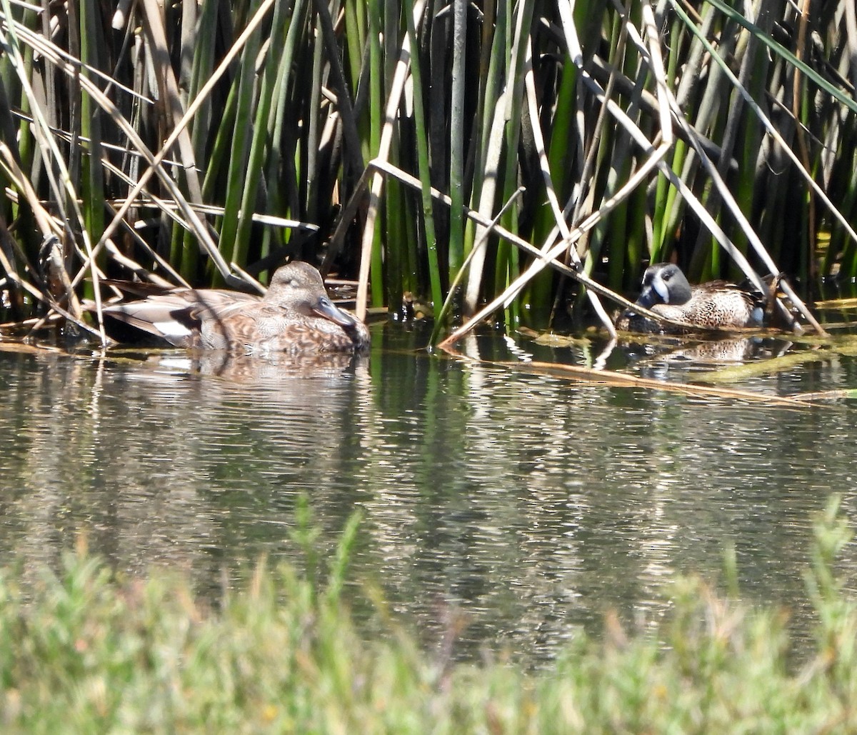 Gadwall - ML620474566