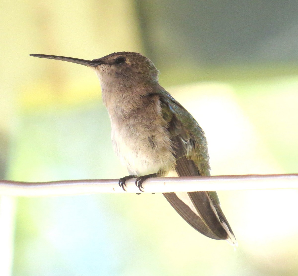 Black-chinned Hummingbird - ML620474569