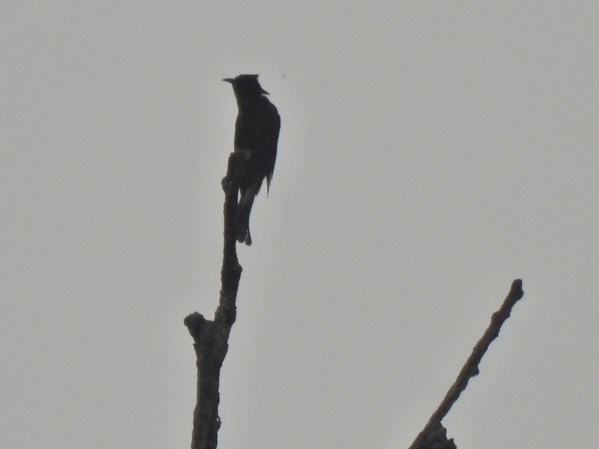 Fork-tailed Drongo-Cuckoo - ML620474578