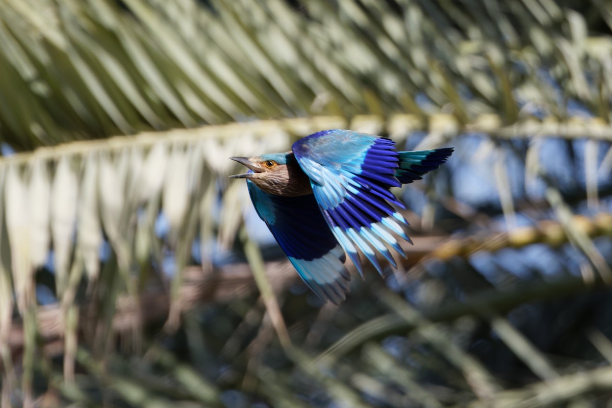 Indian Roller - Simon Lloyd