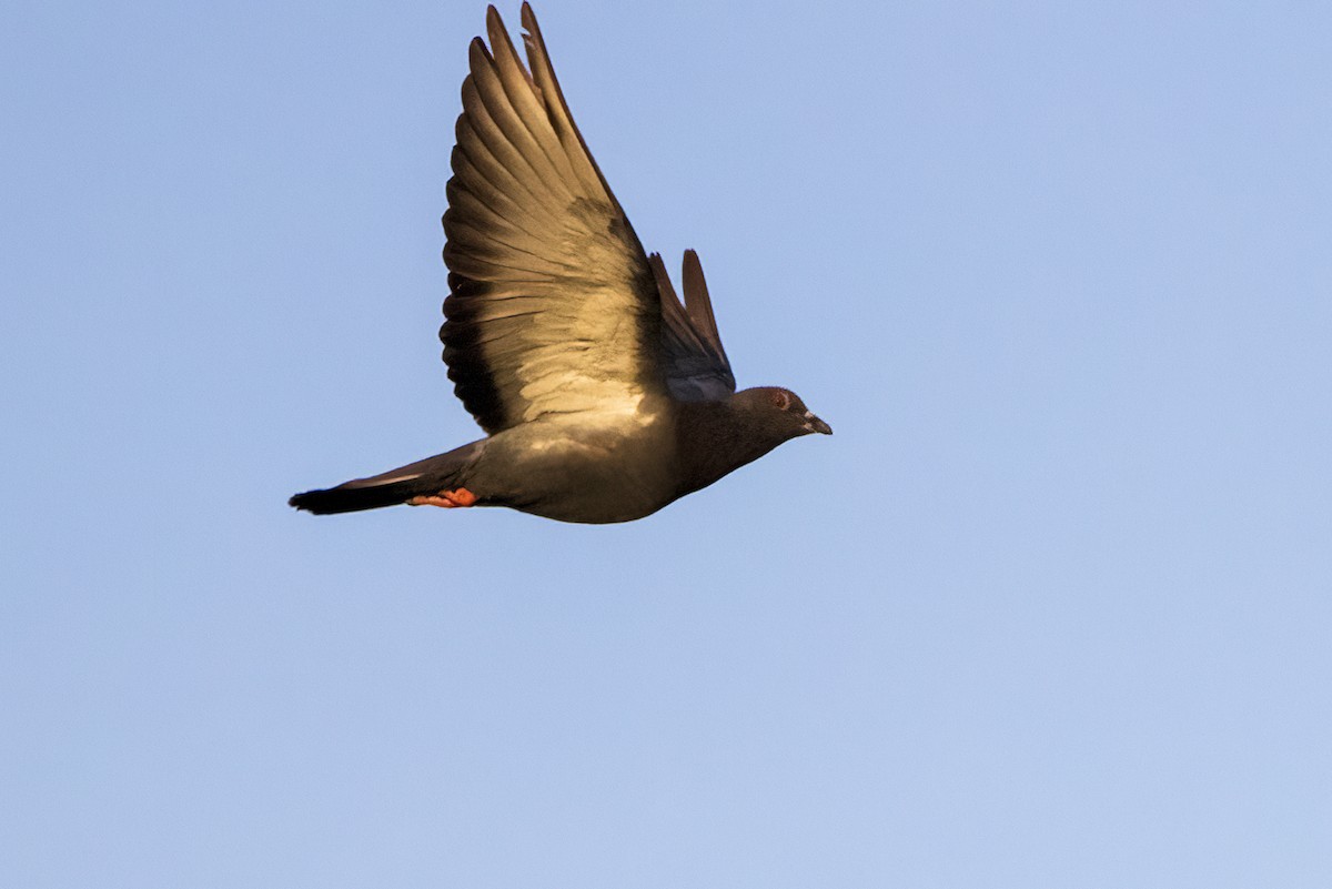 Rock Pigeon (Feral Pigeon) - ML620474586