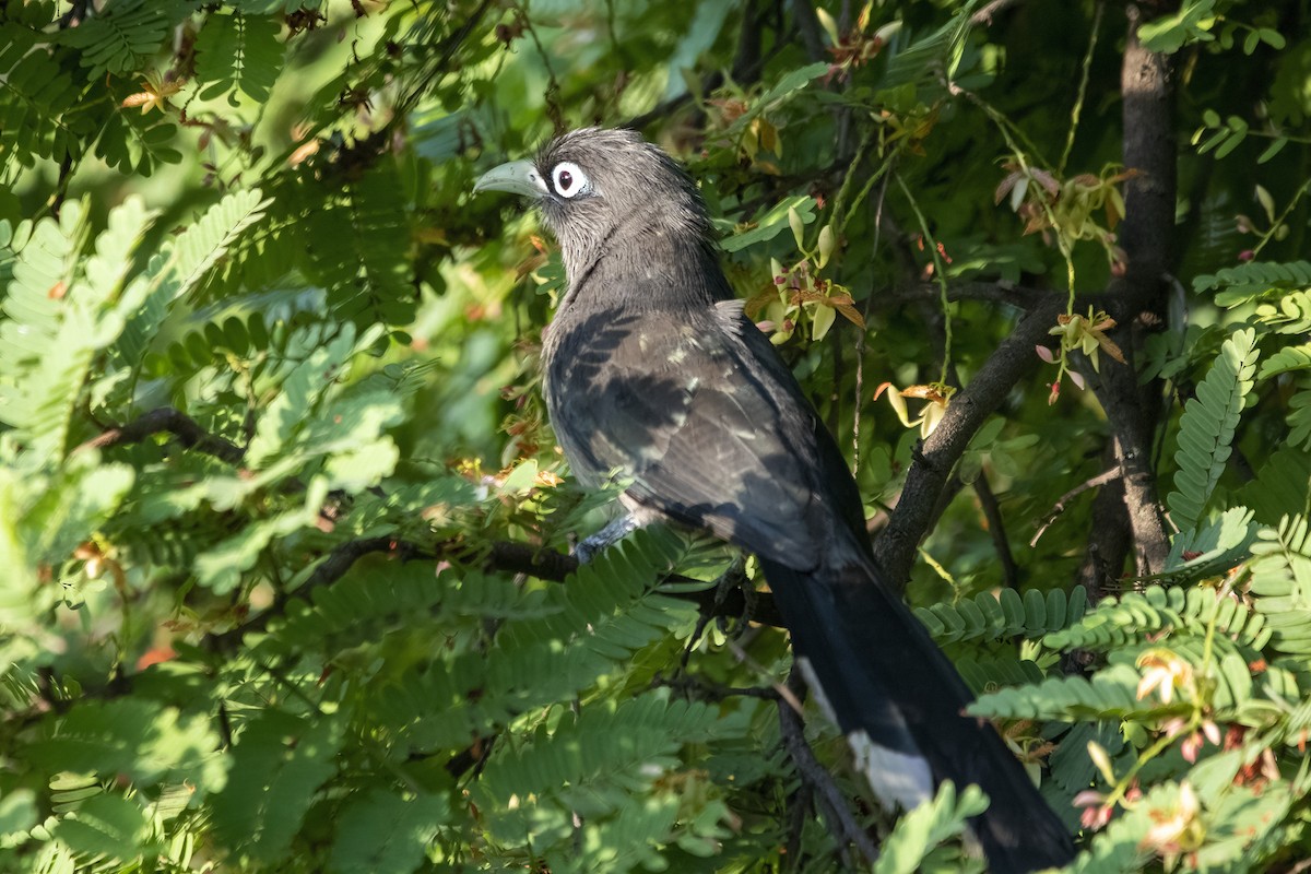 Blue-faced Malkoha - ML620474589