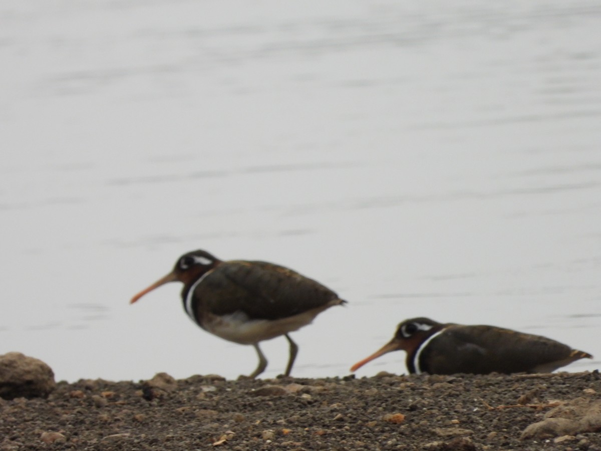 Greater Painted-Snipe - ML620474603