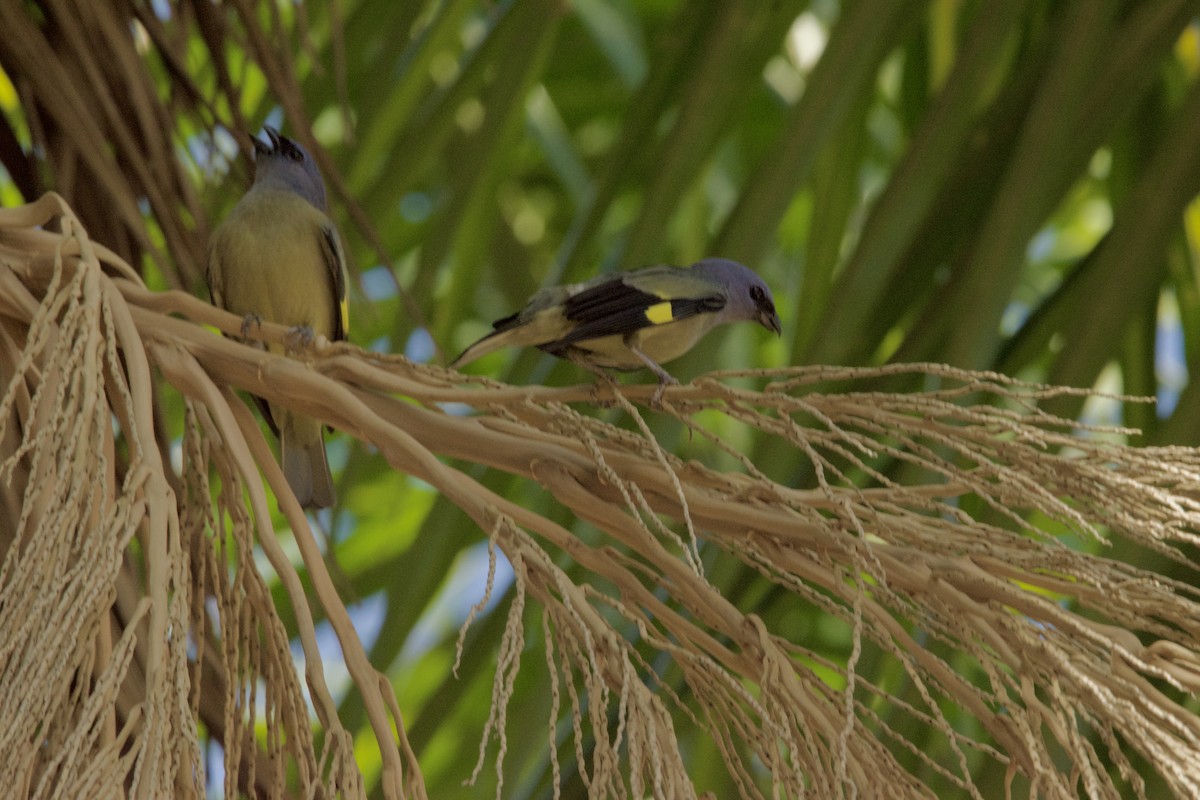 Yellow-winged Tanager - ML620474608